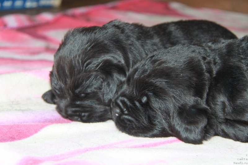 Фото: ньюфаундленд Аквиан Сонг Океаник Винд, и, ньюфаундленд Аквиан Сонг Овер зе Юниверс