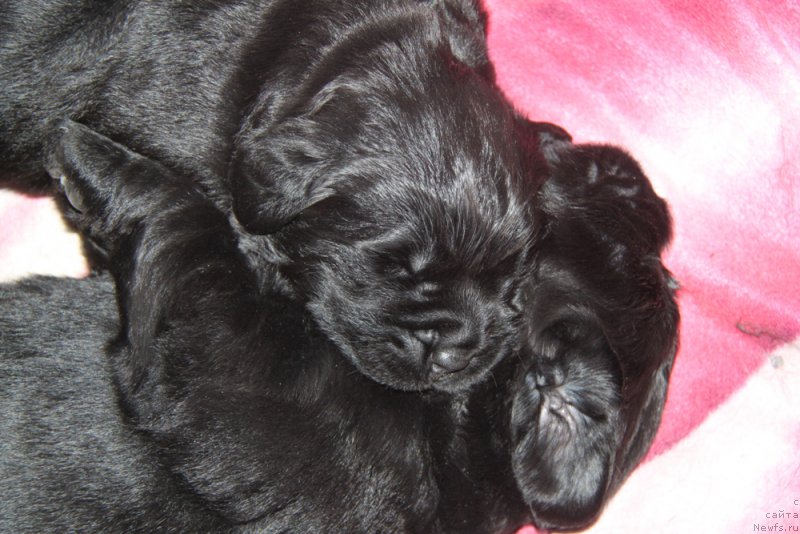 Фото: ньюфаундленд Аквиан Сонг Океаник Винд, и, ньюфаундленд Аквиан Сонг Овер зе Юниверс