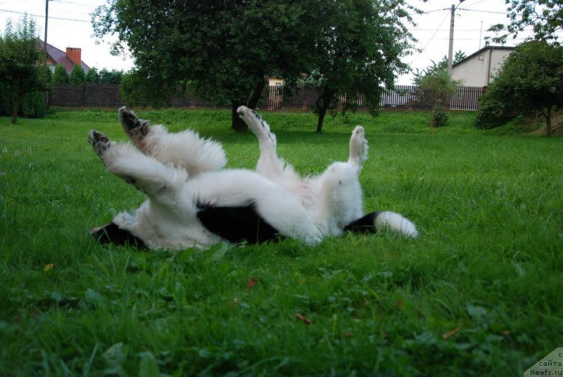 Фото: ньюфаундленд Черная Мафия Зебра Тиме (Chernaya Mafia Zebra Time)