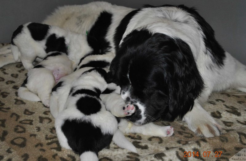 Фото: ньюфаундленд Маг Исполин Мода Макси