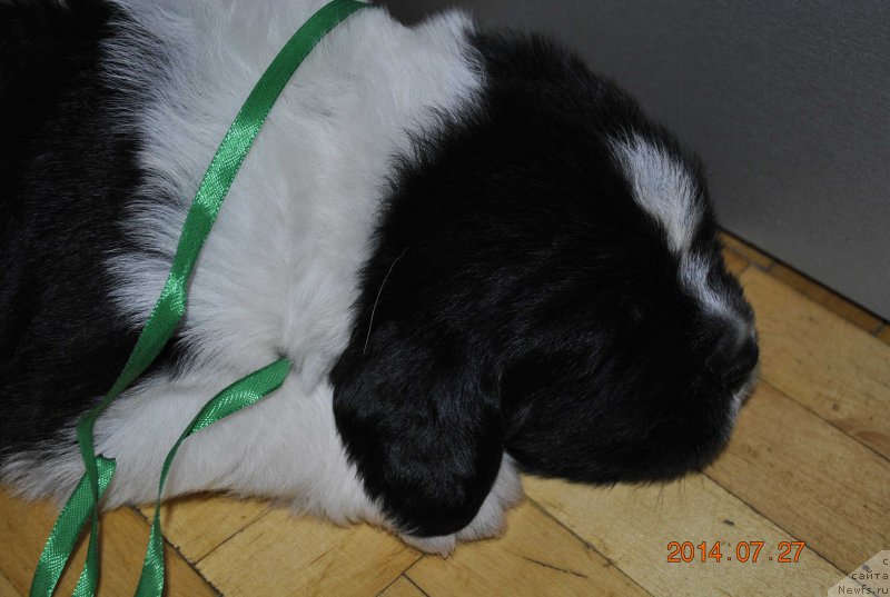 Фото: ньюфаундленд Маг Исполин Оптимус Прайм