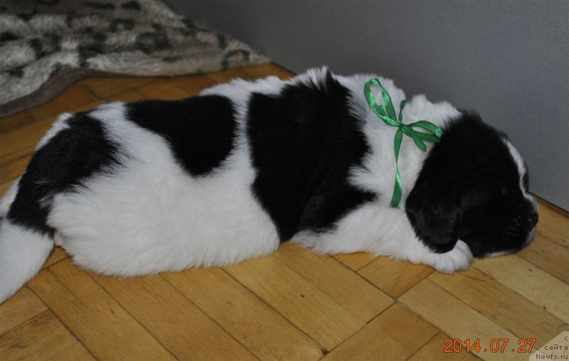 Фото: ньюфаундленд Маг Исполин Оптимус Прайм