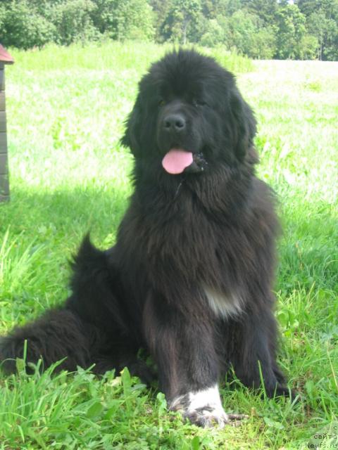 Фото: ньюфаундленд Плюшевая Панда Даг