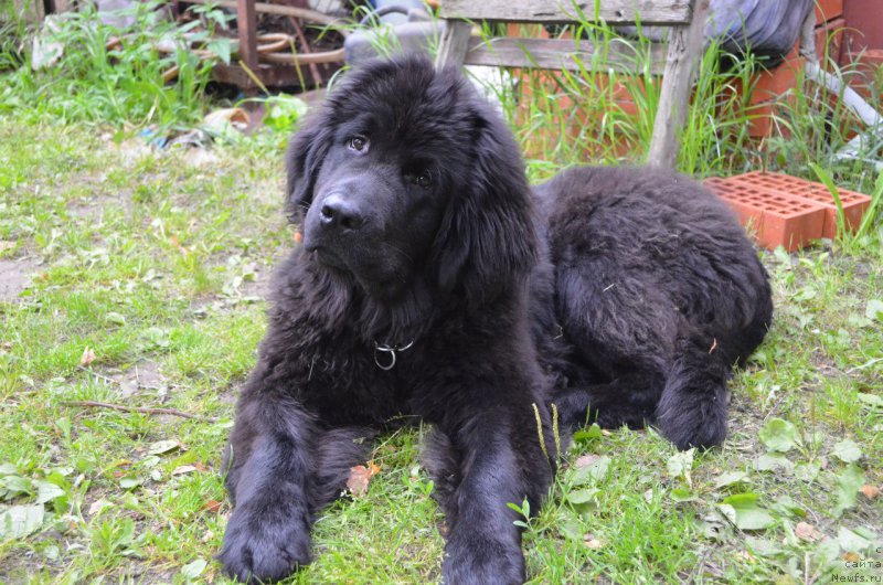 Фото: ньюфаундленд Веласко Мануэль Рафа