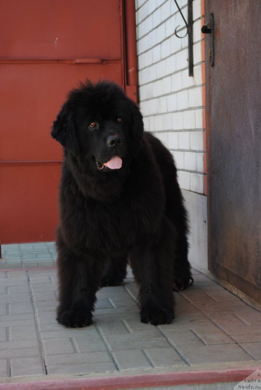 Фото: ньюфаундленд Душа-Девица (Dusha-Devitsa)