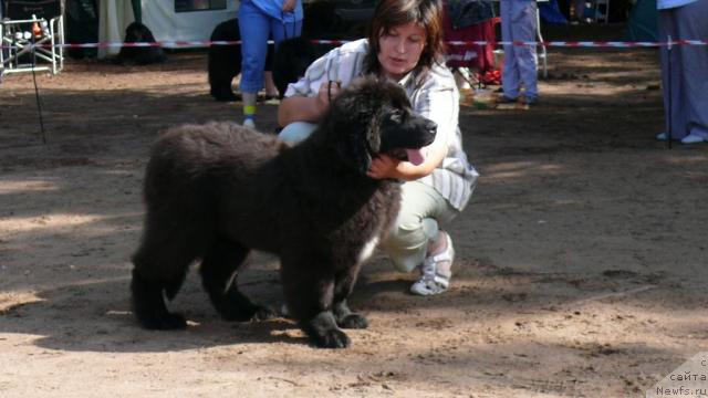 Фото: ньюфаундленд Аделина Стенли Чара