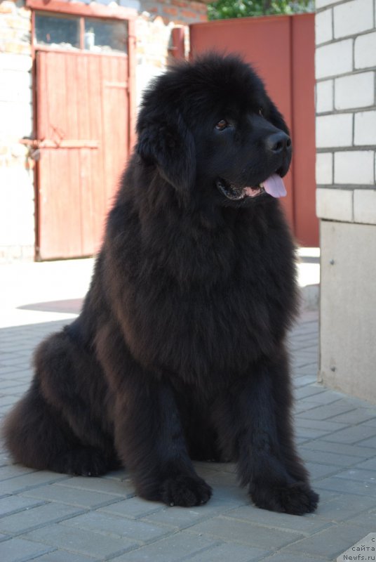 Фото: ньюфаундленд Душа-Девица (Dusha-Devitsa)