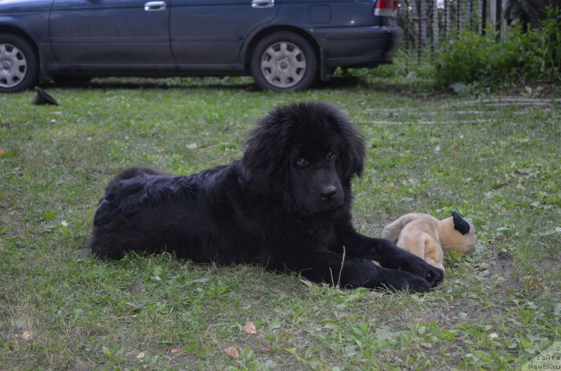 Фото: ньюфаундленд Веласко Мануэль Рафа