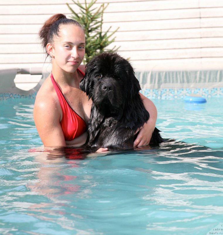 Фото: ньюфаундленд The Most Beautiful Dark New Wave, Анастасия Розенфельд