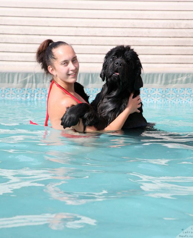 Фото: ньюфаундленд The Most Beautiful Dark New Wave, Анастасия Розенфельд