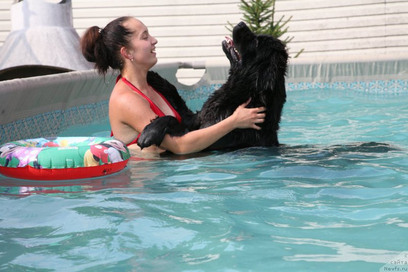 Фото: ньюфаундленд The Most Beautiful Dark New Wave, Анастасия Розенфельд