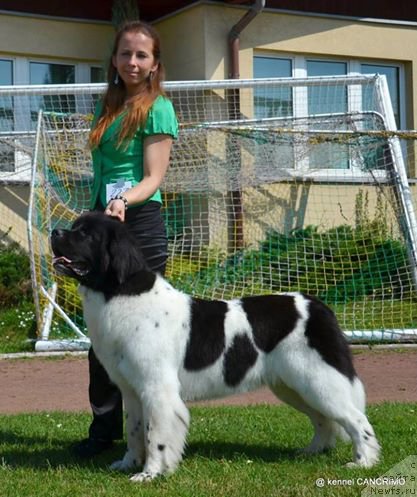 Фото: ньюфаундленд Черная Мафия Зебра Тиме (Chernaya Mafia Zebra Time)