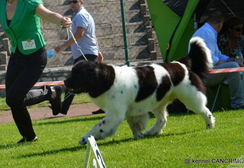 Фото: ньюфаундленд Черная Мафия Зебра Тиме (Chernaya Mafia Zebra Time)