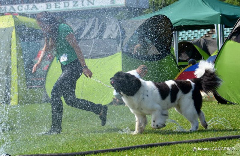 Фото: ньюфаундленд Черная Мафия Зебра Тиме (Chernaya Mafia Zebra Time)