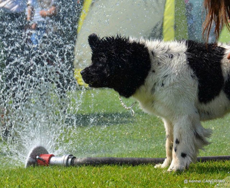 Фото: ньюфаундленд Черная Мафия Зебра Тиме (Chernaya Mafia Zebra Time)