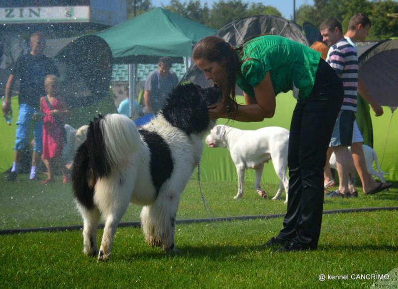 Фото: ньюфаундленд Черная Мафия Зебра Тиме (Chernaya Mafia Zebra Time)
