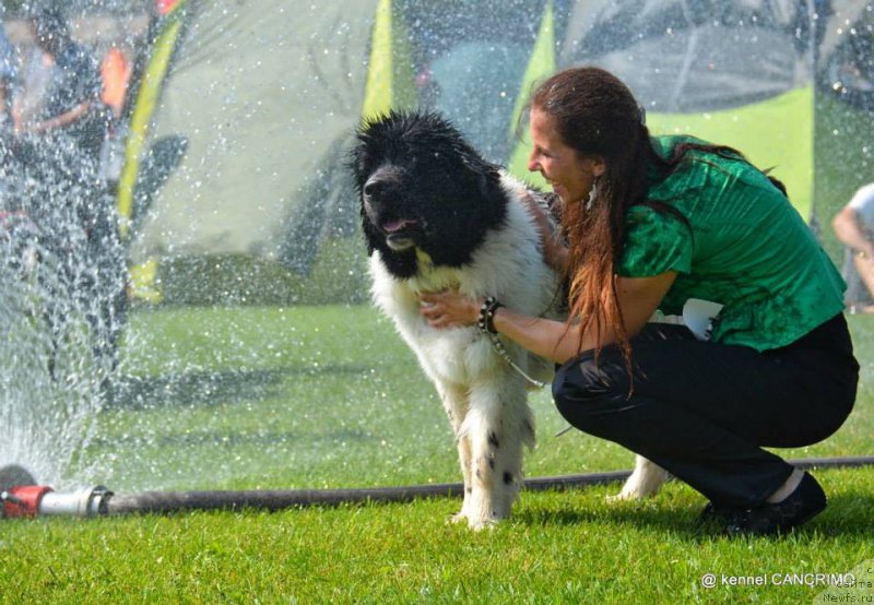 Фото: ньюфаундленд Черная Мафия Зебра Тиме (Chernaya Mafia Zebra Time)