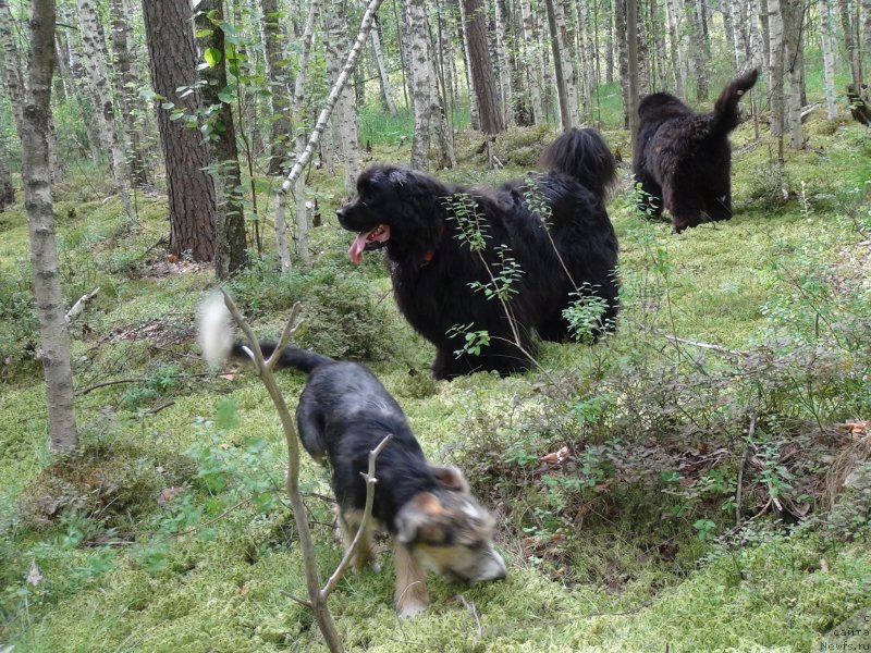Фото: ньюфаундленд Барышня