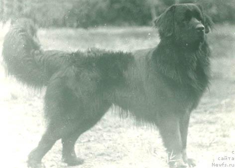 Фото: ньюфаундленд Зей Фрам