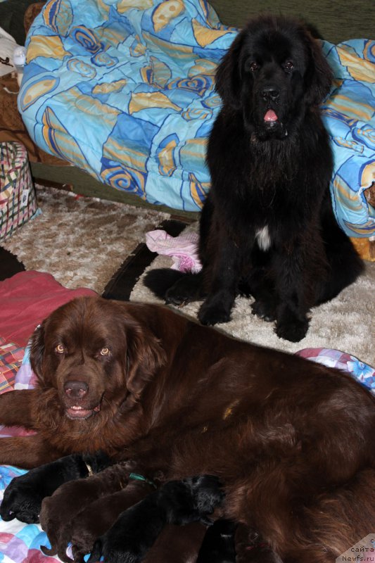 Фото: ньюфаундленд Великий Медведь Камелия, ньюфаундленд Мерседес Вялiкi Мядзведзь (Mercedes Vialiki Miadzvedz)