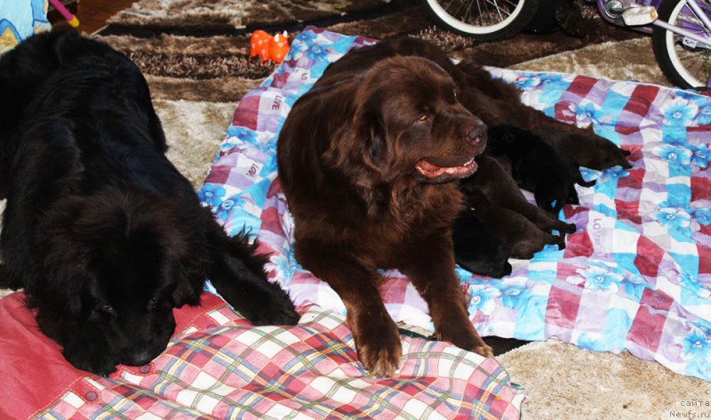 Фото: ньюфаундленд Мерседес Вялiкi Мядзведзь (Mercedes Vialiki Miadzvedz), ньюфаундленд Великий Медведь Камелия