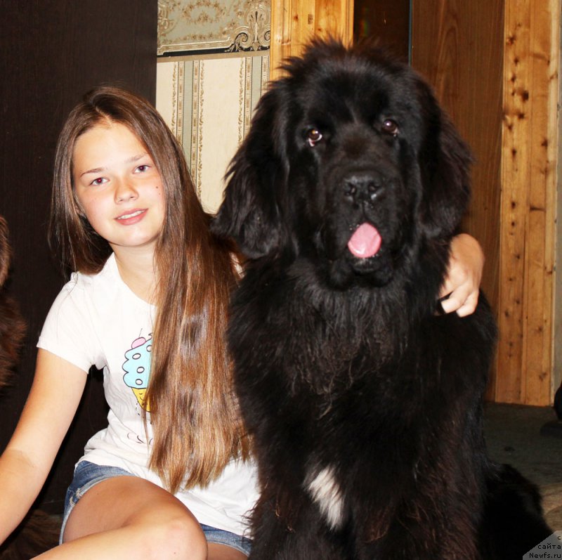 Фото: ньюфаундленд Мерседес Вялiкi Мядзведзь (Mercedes Vialiki Miadzvedz), и Маша