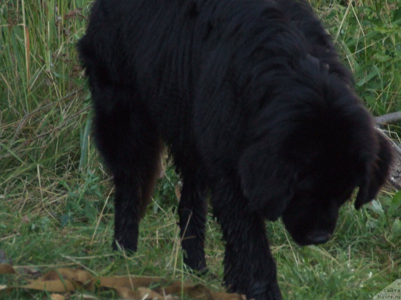 Фото: ньюфаундленд Вакула Олимпийский Мишка