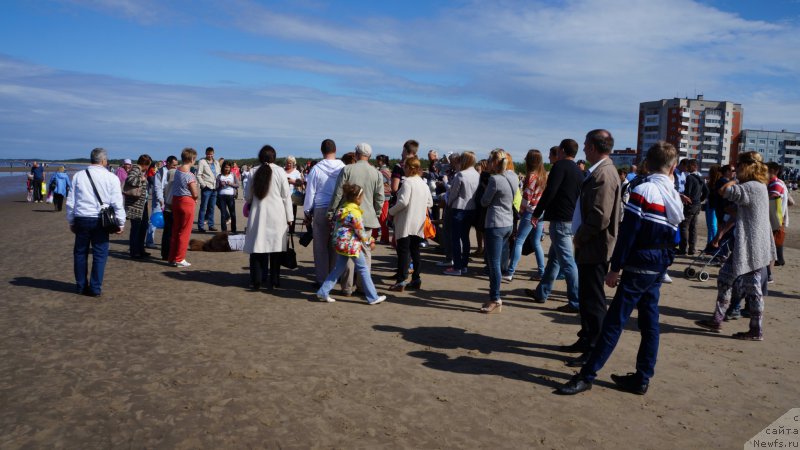 Фото: ньюфаундленд Хорунжий с Берега Дона (Horunzhy s Berega Dona)