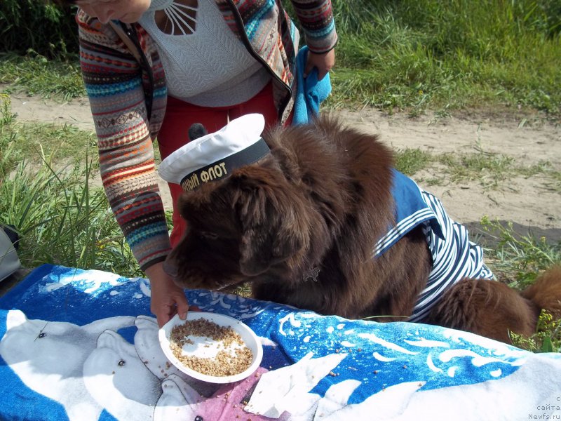 Фото: ньюфаундленд Хорунжий с Берега Дона (Horunzhy s Berega Dona)