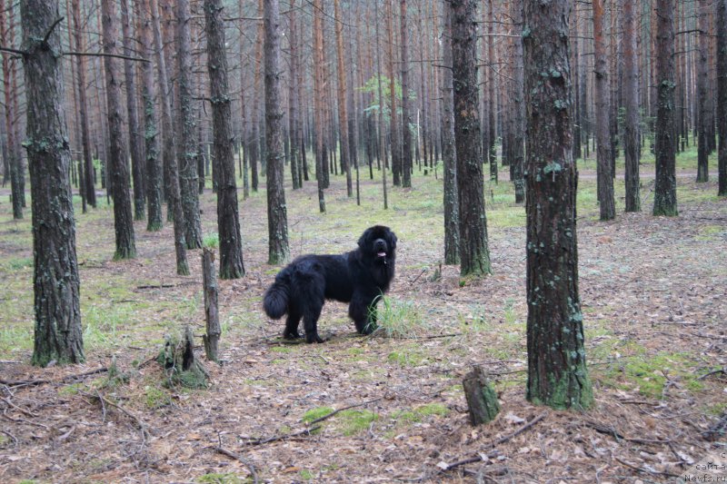 Фотография № 159833