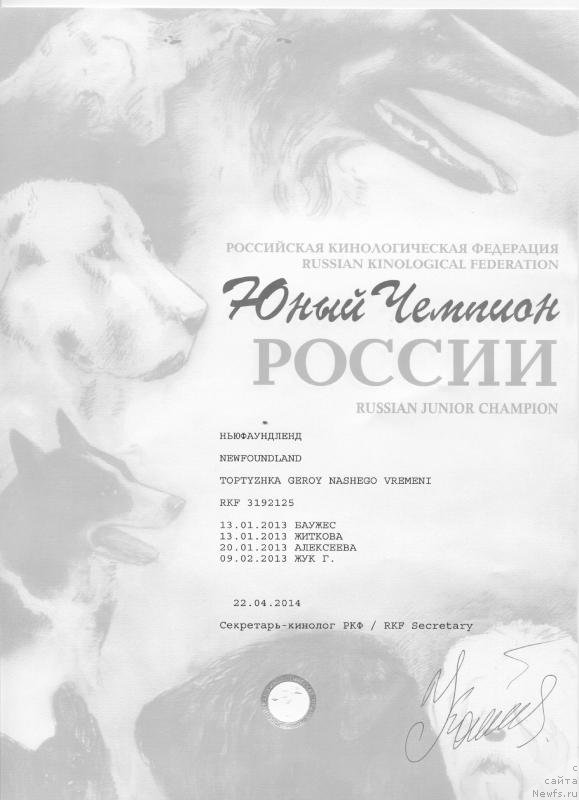 Фото: ньюфаундленд Топтыжка Герой Нашего Времени (Toptyzhka Geroy Nashego Vremeni)