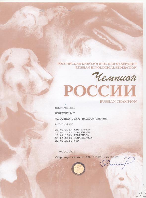 Фото: ньюфаундленд Топтыжка Герой Нашего Времени (Toptyzhka Geroy Nashego Vremeni)