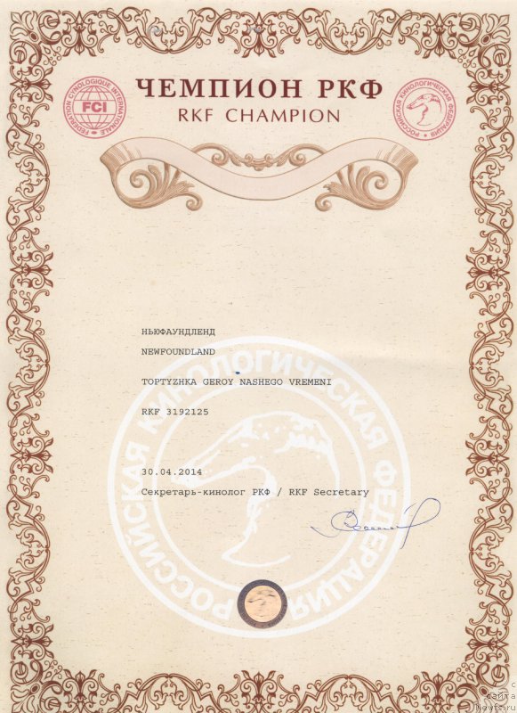 Фото: ньюфаундленд Топтыжка Герой Нашего Времени (Toptyzhka Geroy Nashego Vremeni)