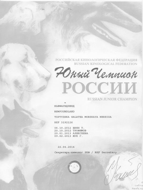 Фото: ньюфаундленд Топтыжка Галатея Морская Нереида (Toptyzhka Galatea Morskaya Nereida)