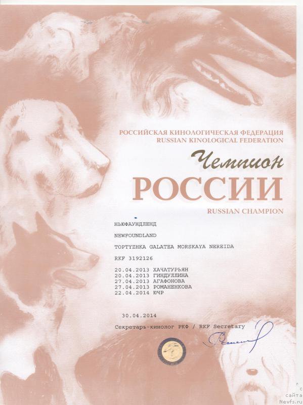 Фото: ньюфаундленд Топтыжка Галатея Морская Нереида (Toptyzhka Galatea Morskaya Nereida)