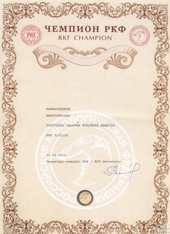 Фото: ньюфаундленд Топтыжка Галатея Морская Нереида (Toptyzhka Galatea Morskaya Nereida)