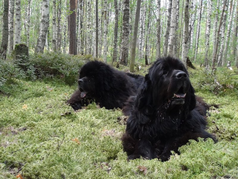 Фото: ньюфаундленд Акин Соул София, ньюфаундленд Анджел Викториус