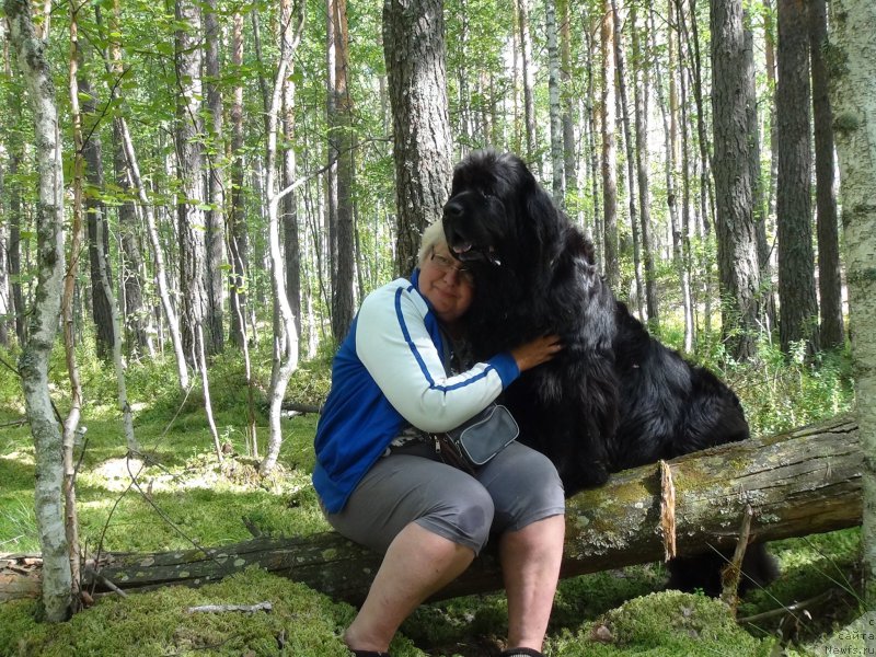 Фото: ньюфаундленд Акин Соул София, Татьяна Прусова