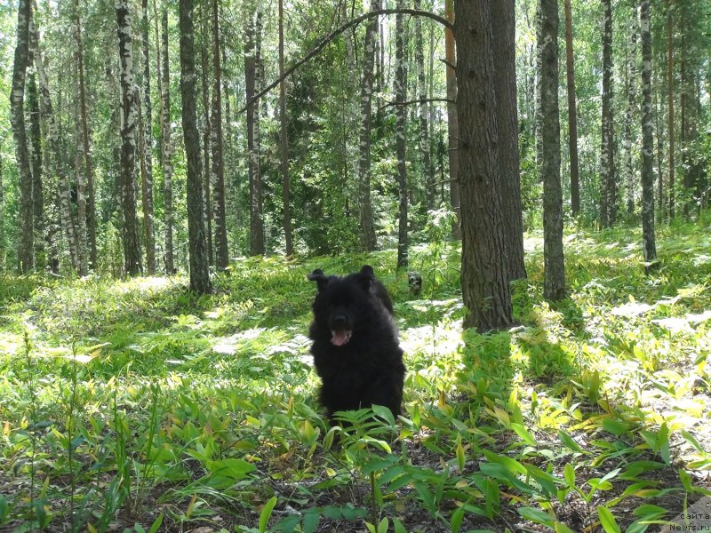 Фото: ньюфаундленд Барышня