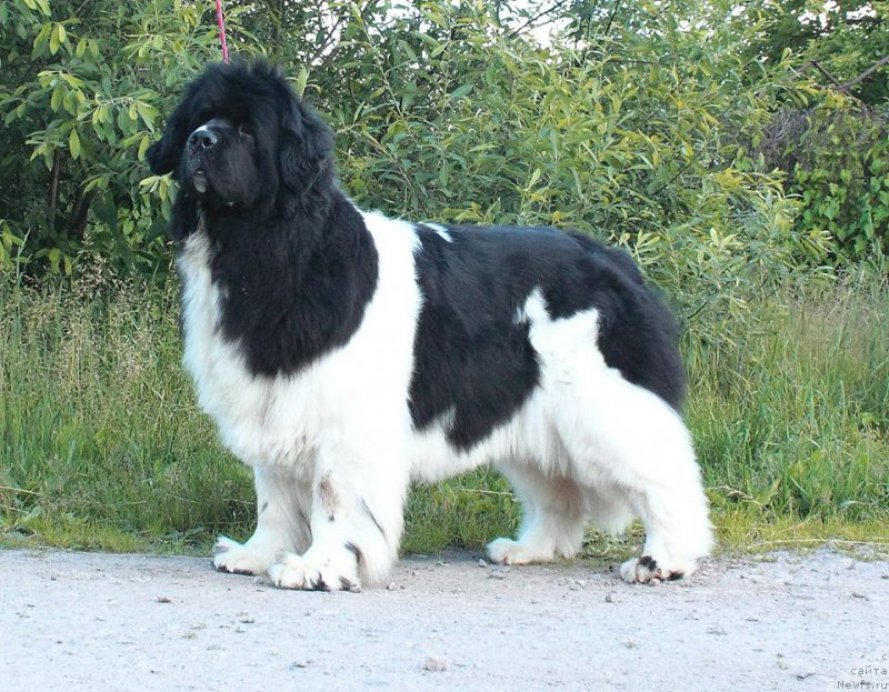Фото: ньюфаундленд Супер Премиум Женева (Super Premium Zheneva)