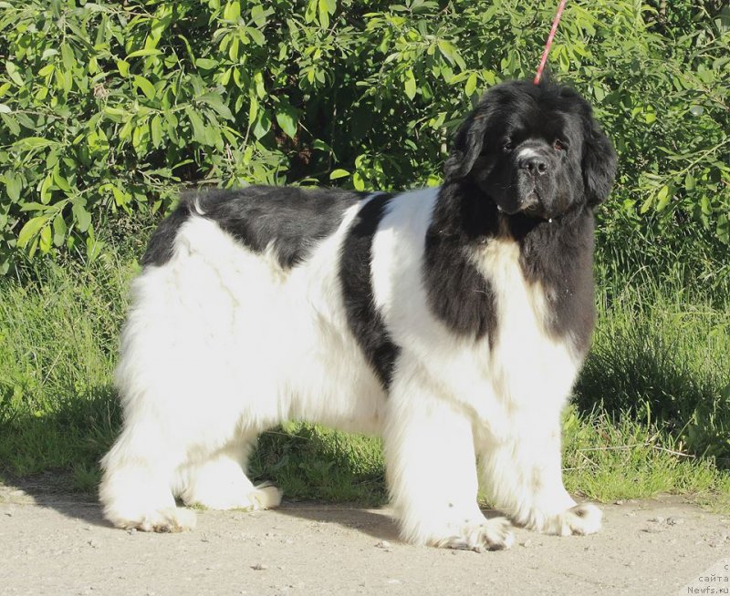 Фото: ньюфаундленд Супер Премиум Женева (Super Premium Zheneva)