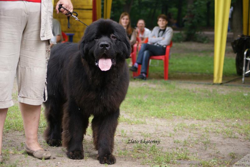 Фото: ньюфаундленд Сент Джонс Заферано (Sent Djons Zaferano)