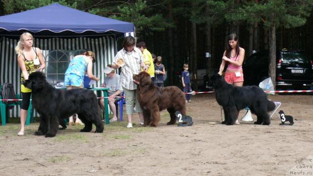 Фото: ньюфаундленд О Блек Диамонд Литтл Беар (O Black Diamond Little Bear), ньюфаундленд Обуш Шед Юдашкин Стиль (Obush Shed Yudashkin Stil), ньюфаундленд Данс Мемори Фьюджан Риф