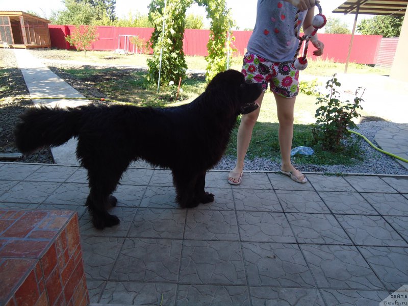 Фото: ньюфаундленд Жемчужный Блеск