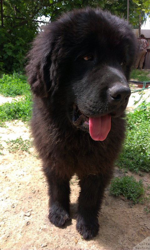 Фото: ньюфаундленд Жгучий Брюнет
