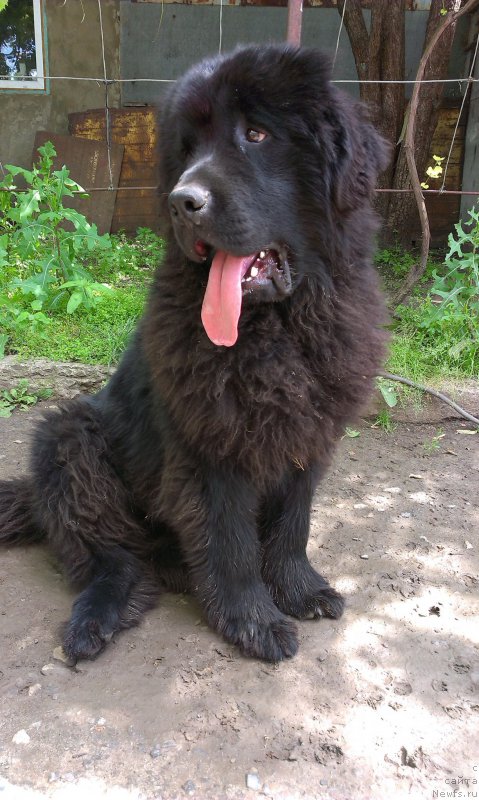 Фото: ньюфаундленд Жгучий Брюнет