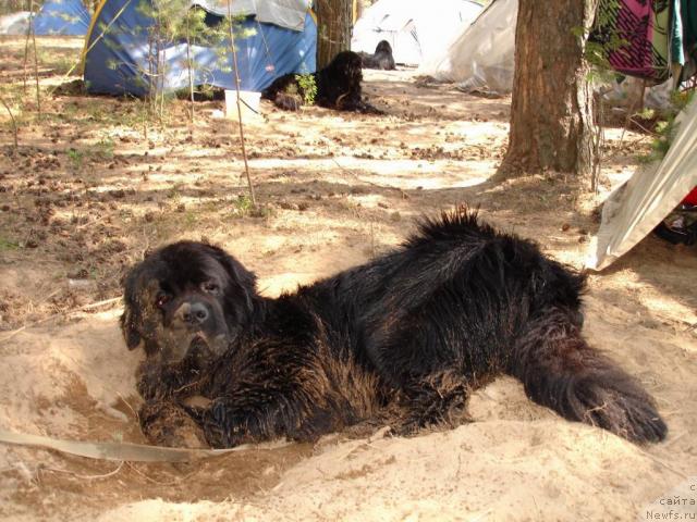 Фото: ньюфаундленд Антей Тревеллеринтайм