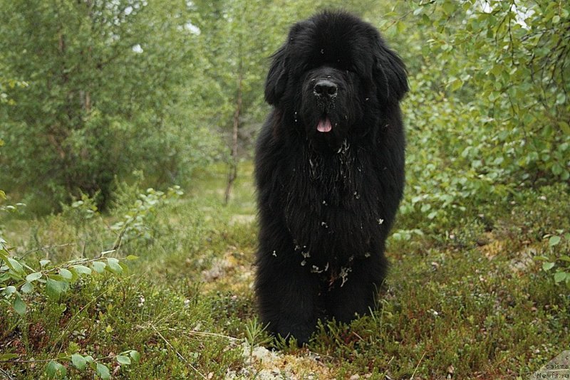 Фотография № 159918