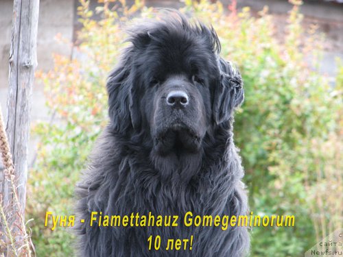 Фото: ньюфаундленд Фиаметтахауз Гоме Геминорум (Fiamettahauz Gome Geminorum)