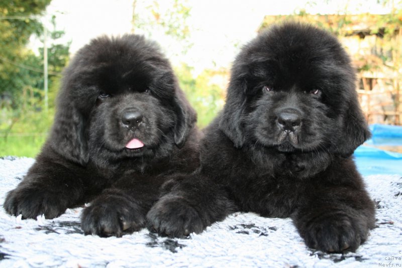 Фото: ньюфаундленд Черная Мафия Ше ис а Ладу (Chernaya Mafia She is a Lady), ньюфаундленд Черная Мафия Шенген Виза (Chernaya Mafia Shengen Visa)